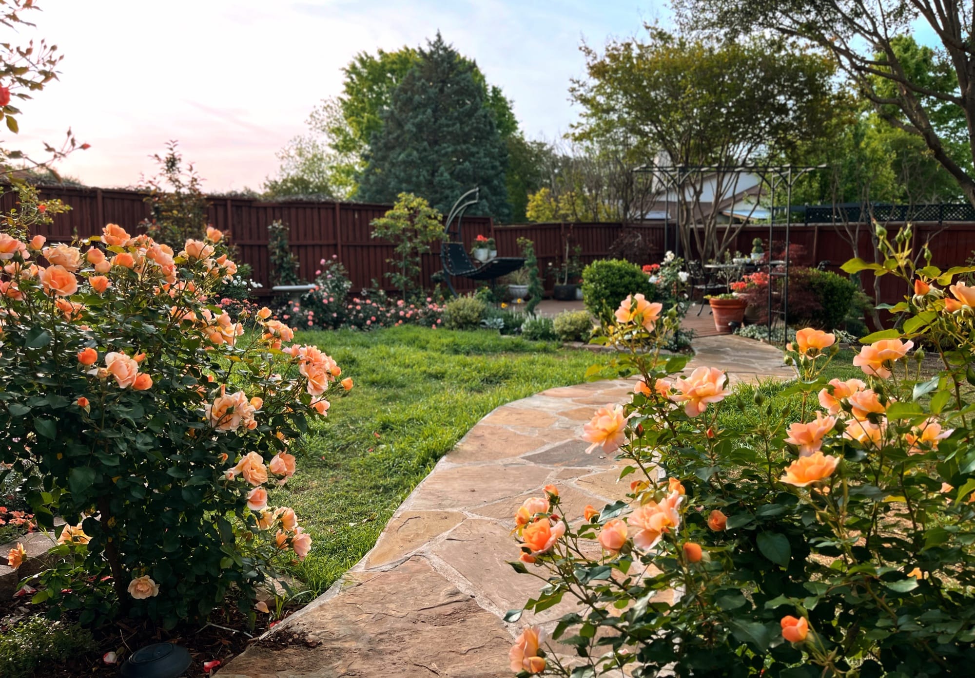 Kelsie's garden at golden hour: apricot roses lining a flagstone path that curves back toward the seating area